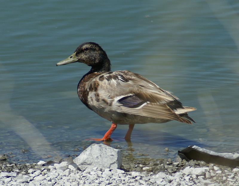 randomMallard Hybrid
