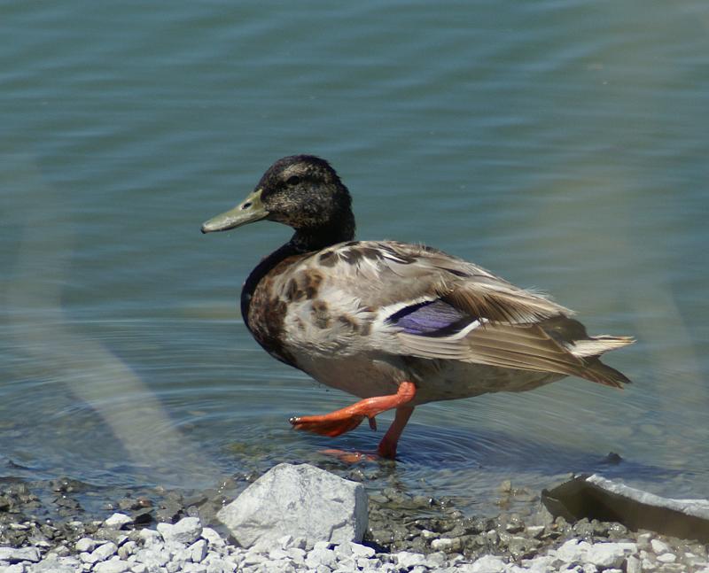 randomMallard Hybrid