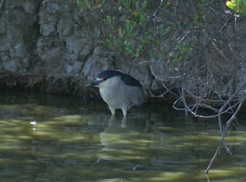 randomBlack-Crowned Night-Heron