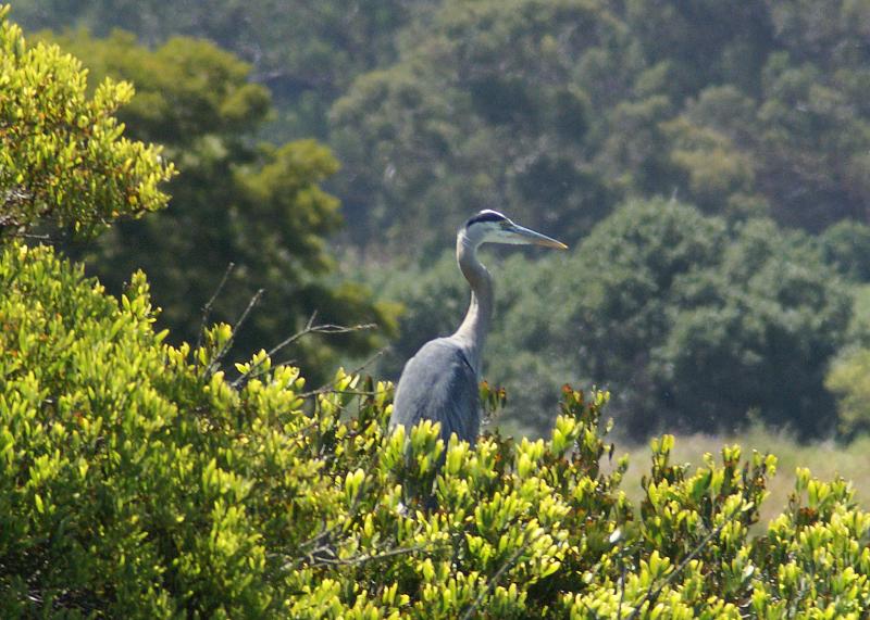 randomGreat Blue Heron