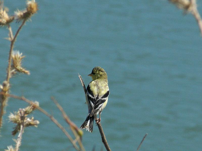 randomAmerican Goldfinch