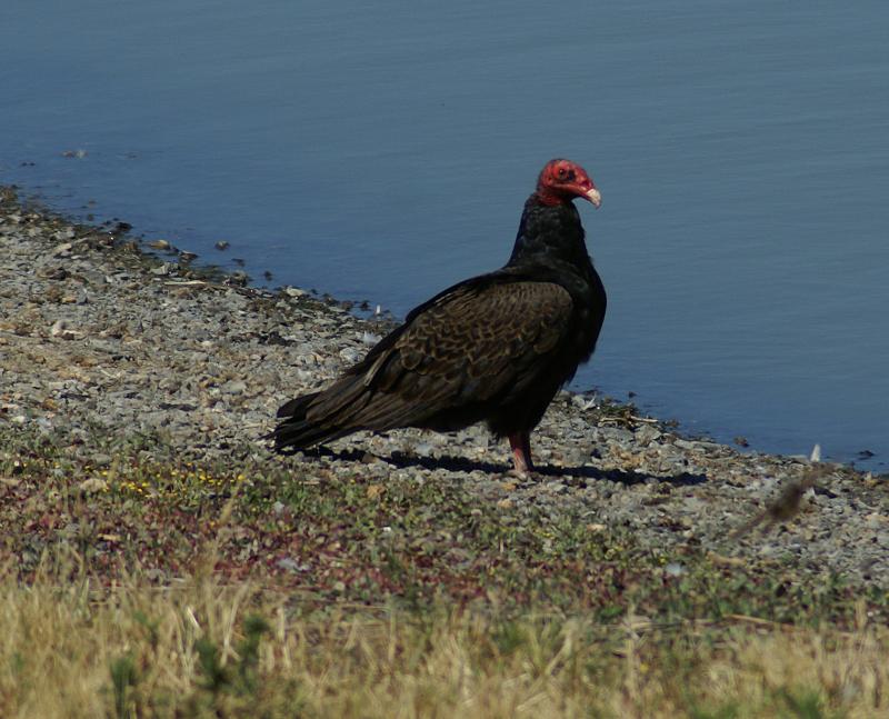 randomTurkey Vulture