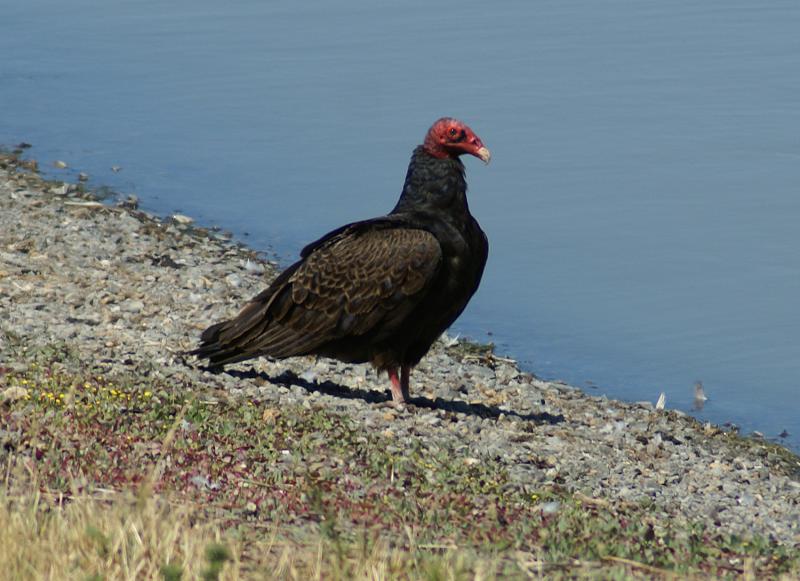 randomTurkey Vulture