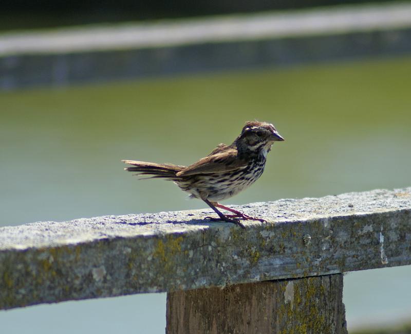 randomSavannah Sparrow