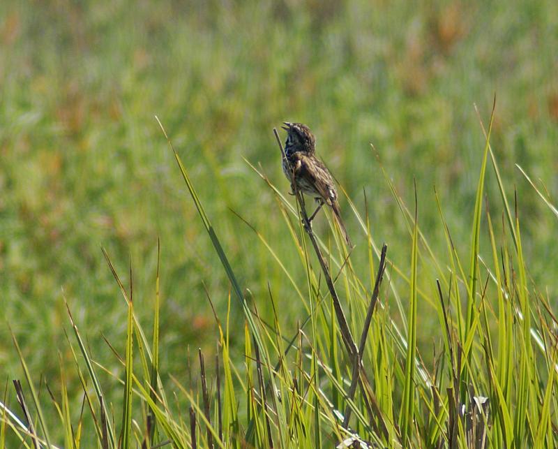randomSavannah Sparrow