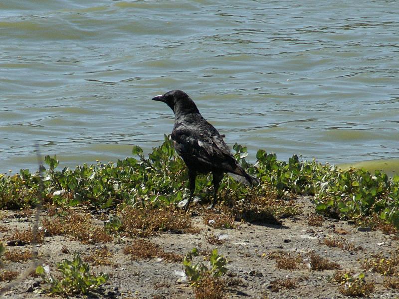 randomAmerican Crow