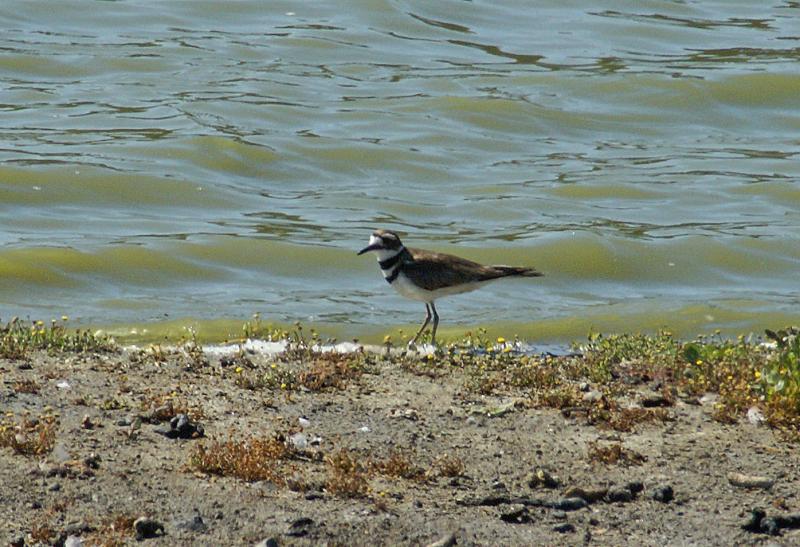 randomKilldeer