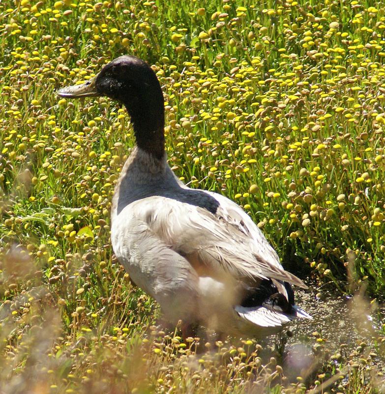 randomMallard Hybrid