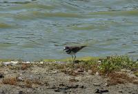 DSC02604.jpg