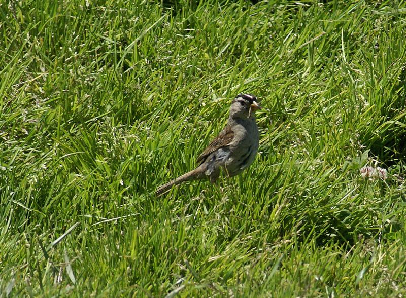 randomWhite Crowned Sparrow