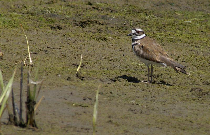 randomKilldeer