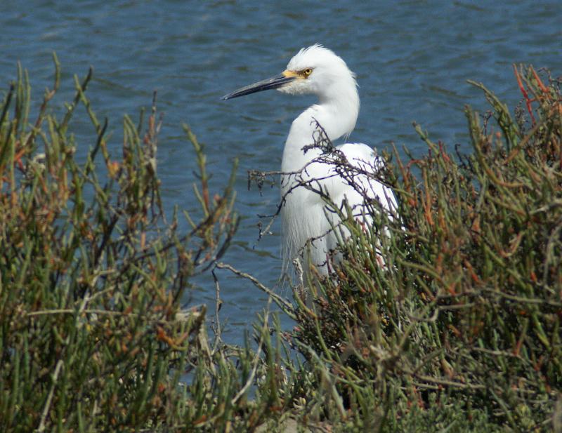 randomSnowy Egret