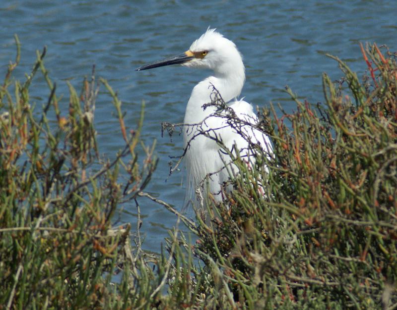 randomSnowy Egret