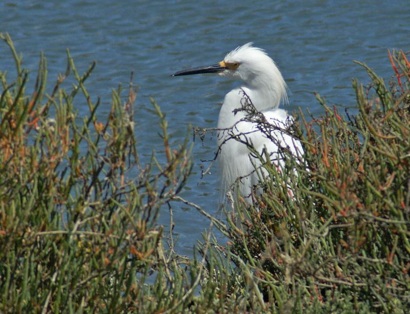 randomSnowy Egret
