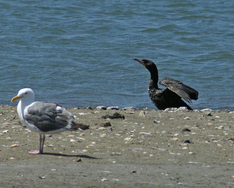 randomWestern Gull