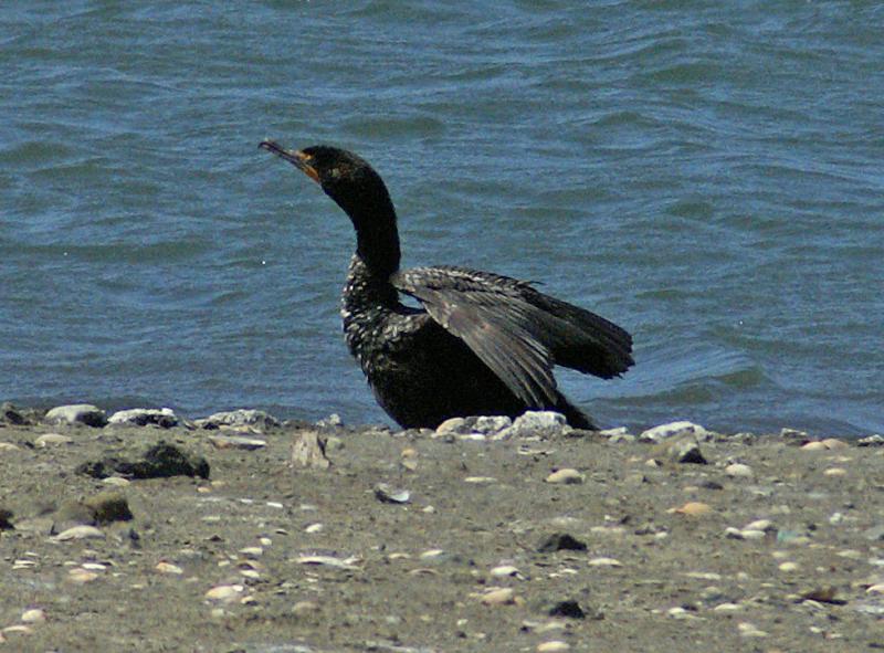 randomDouble-Crested Cormorant