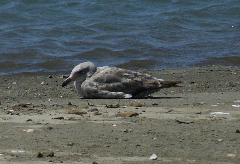 randomGlaucous-Winged Gull