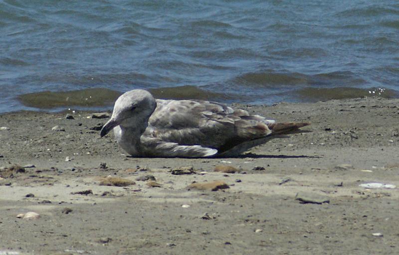 randomGlaucous-Winged Gull