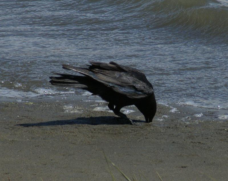randomAmerican Crow
