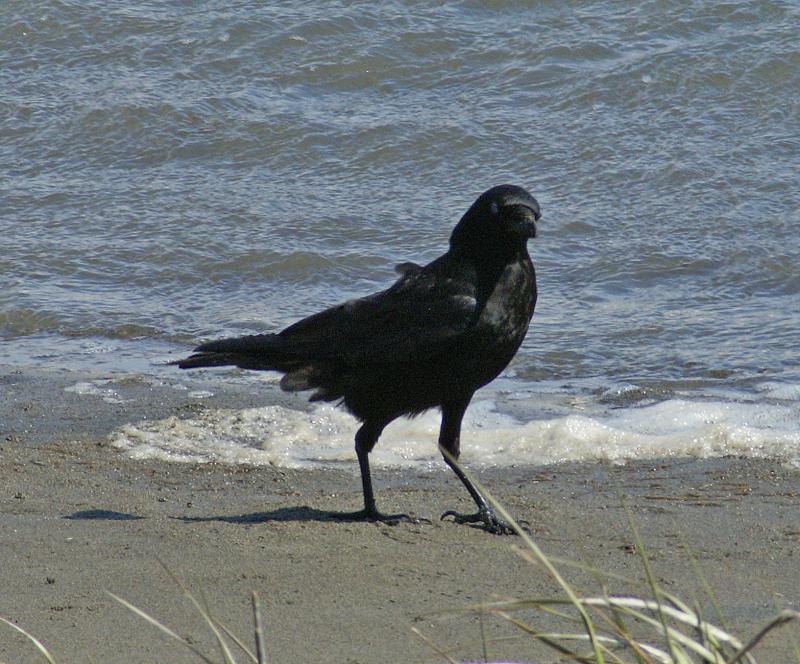 randomAmerican Crow