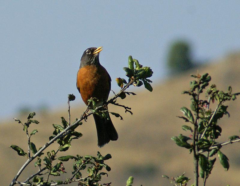 randomHuckelberry Botanic Regional Preserve