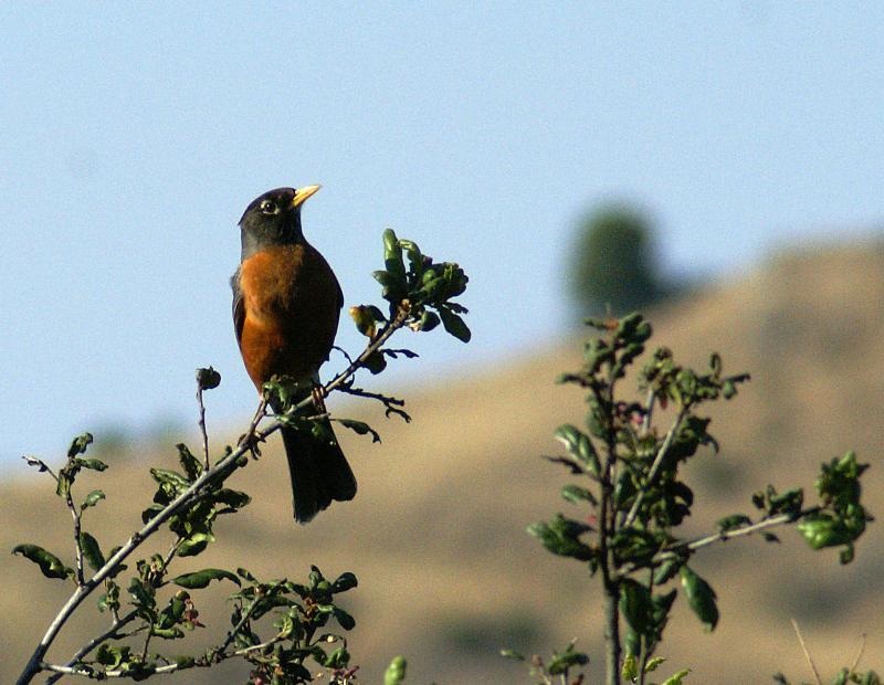 randomAmerican Robin