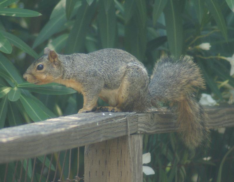 randomFox Squirrel