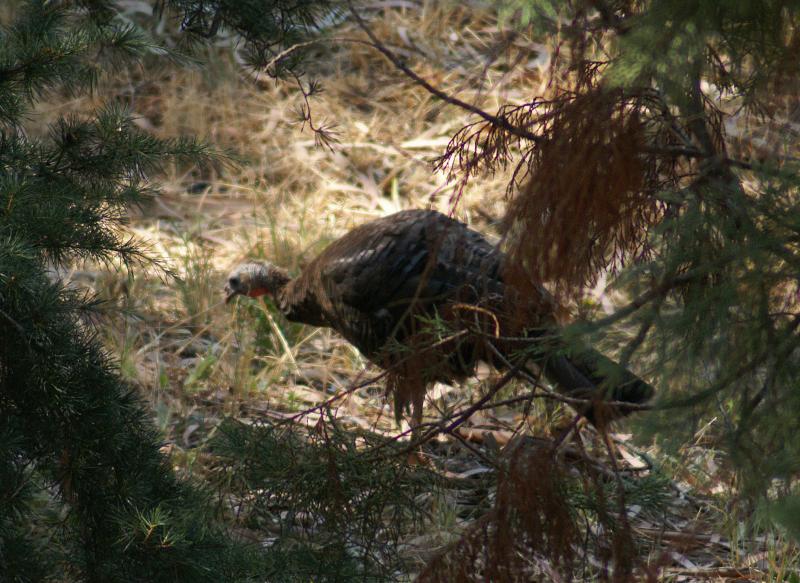 randomWild Turkey