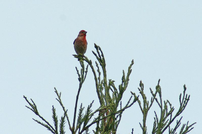 randomHouse Finch