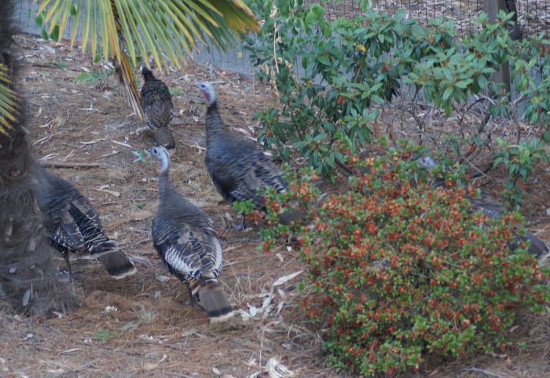 randomWild Turkey