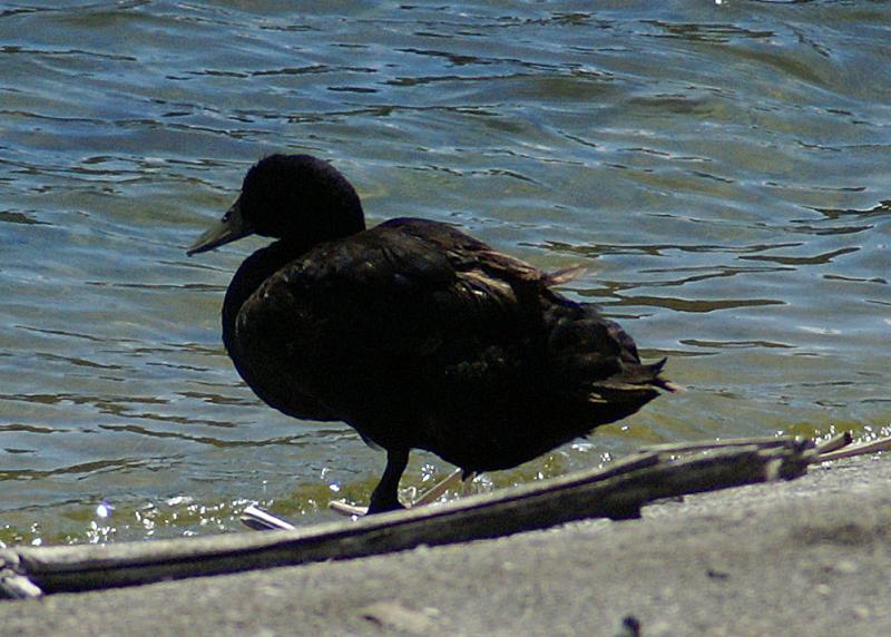 randomMallard Hybrid