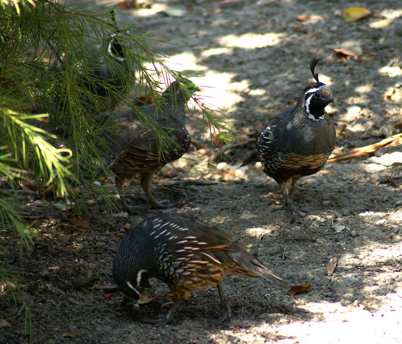 randomCalifornia Quail