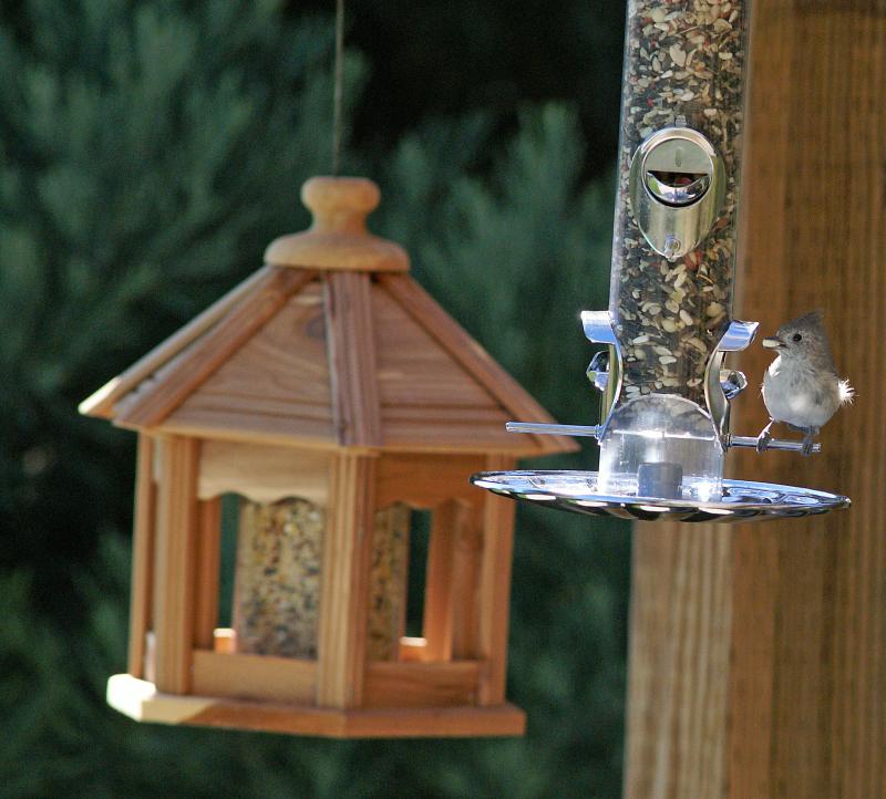 randomOak Titmouse (Plain Titmouse)