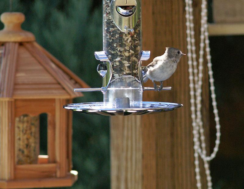 randomOak Titmouse (Plain Titmouse)