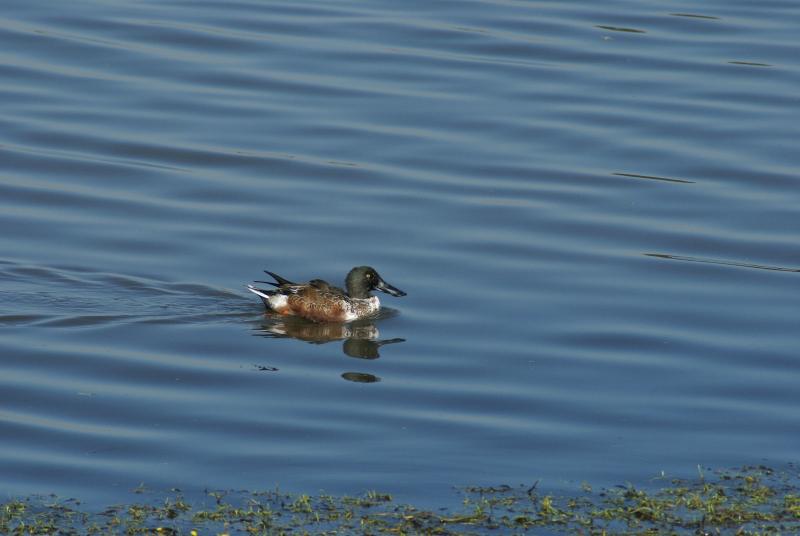 randomNorthern Shoveler