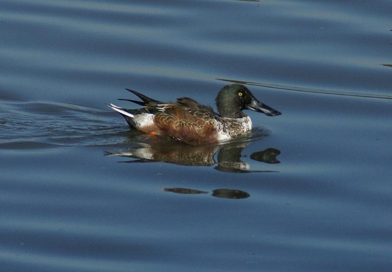 randomNorthern Shoveler