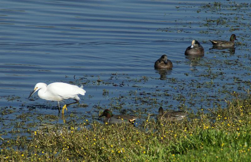 randomGreen Winged Teal