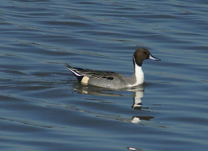 randomNorthern Pintail