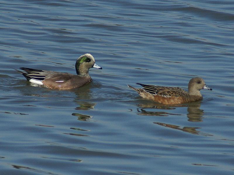 randomAmerican Wigeon