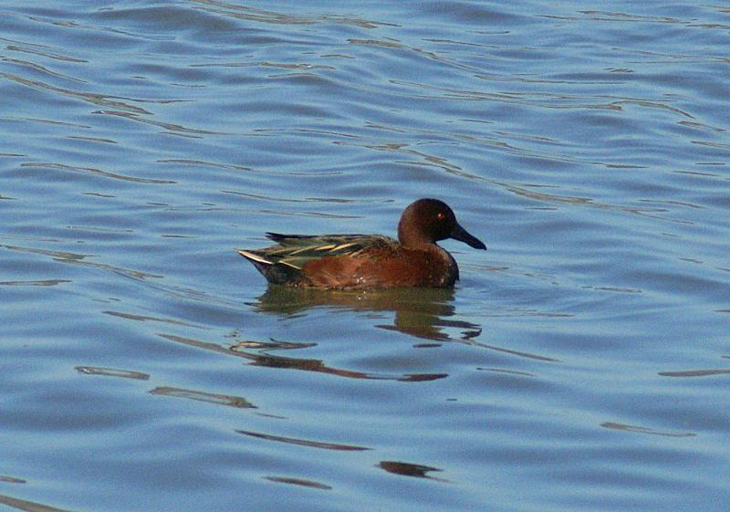 randomCinnamon Teal
