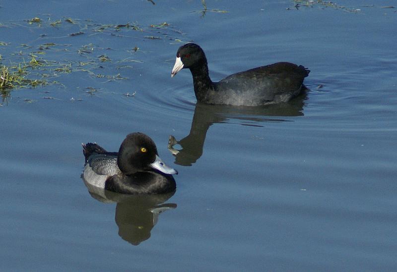 randomLesser Scaup