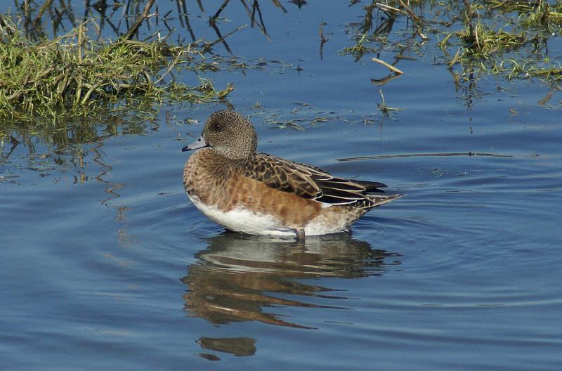 randomAmerican Wigeon