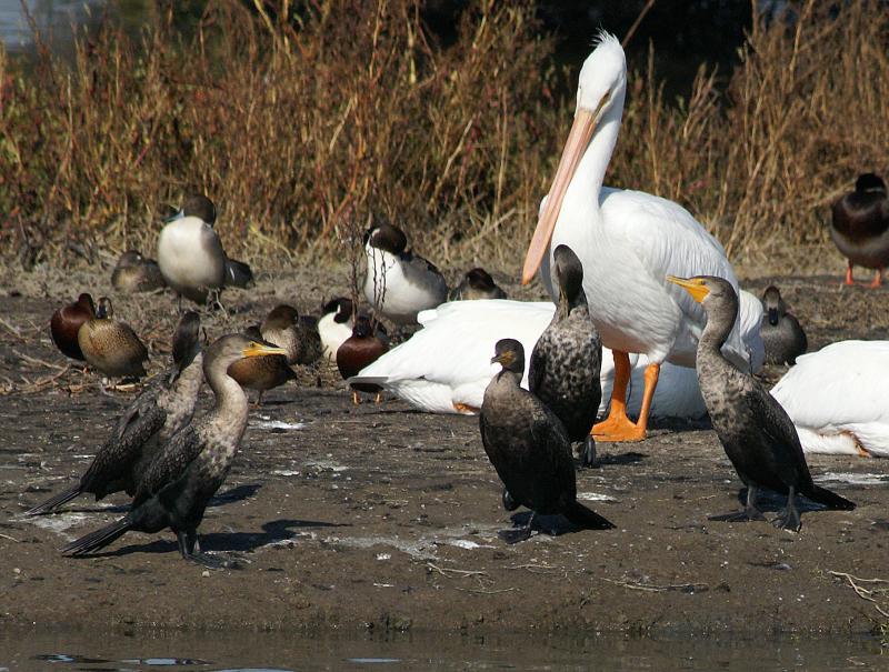 randomDouble-Crested Cormorant