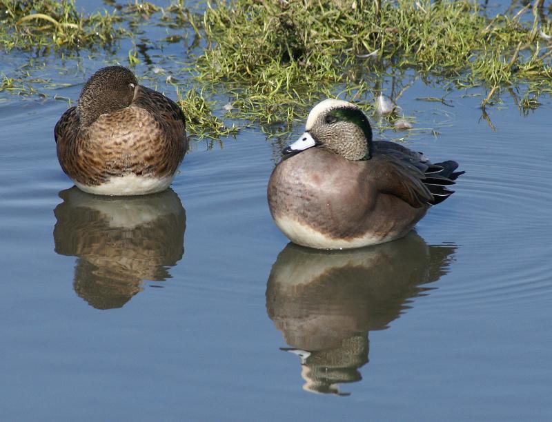 randomAmerican Wigeon