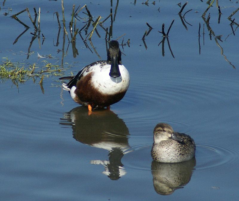 randomNorthern Shoveler