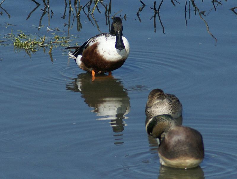 randomAmerican Wigeon