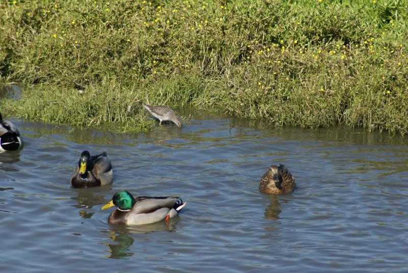 randomLong-Billed Dowitcher