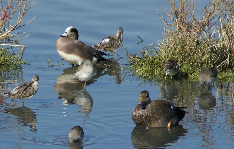 randomLong-Billed Dowitcher