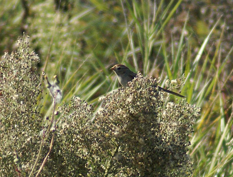 randomAmerican Tree Sparrow