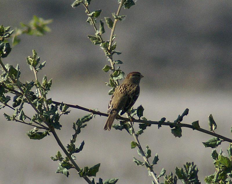 randomAmerican Tree Sparrow